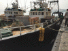 Economica Pesca Barcos Amarrados en PUerto